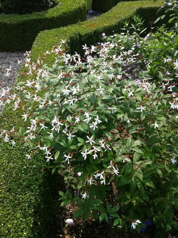 Plantenfiche-Gillenia-trifoliata