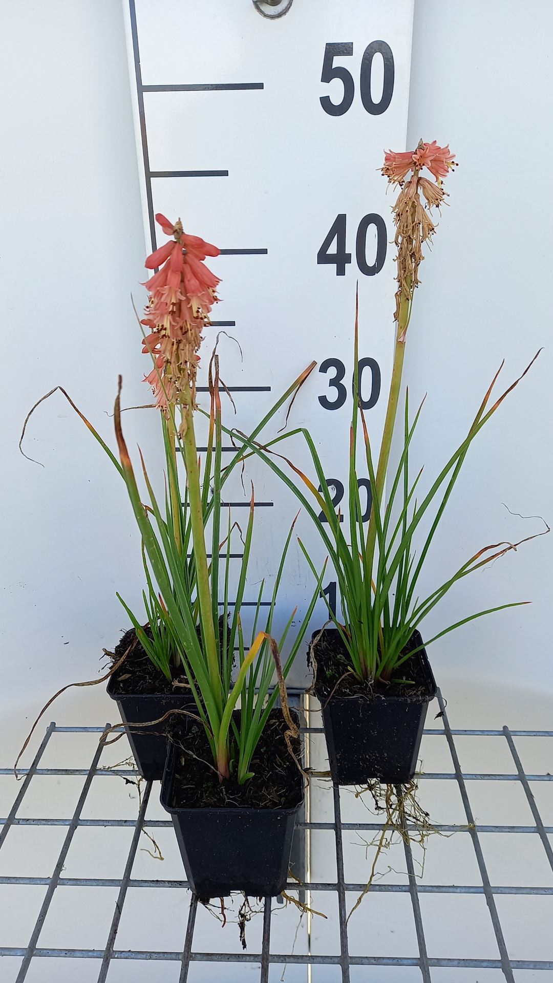 Kniphofia 'Redhot Popsicle' - pot 9x9 cm