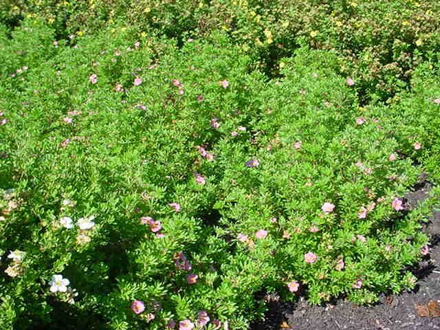Plantenfiche-Potentilla-fruticosa-Pink-Beauty-Lovely-Pink-