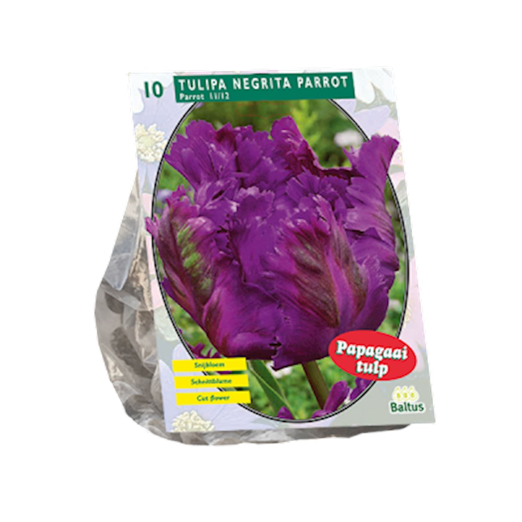 tulipa-negrita-parrot-parkiet-per-10