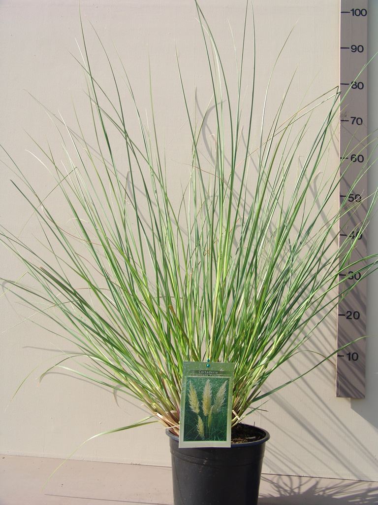 Cortaderia selloana 'Pumila' - pot 4L