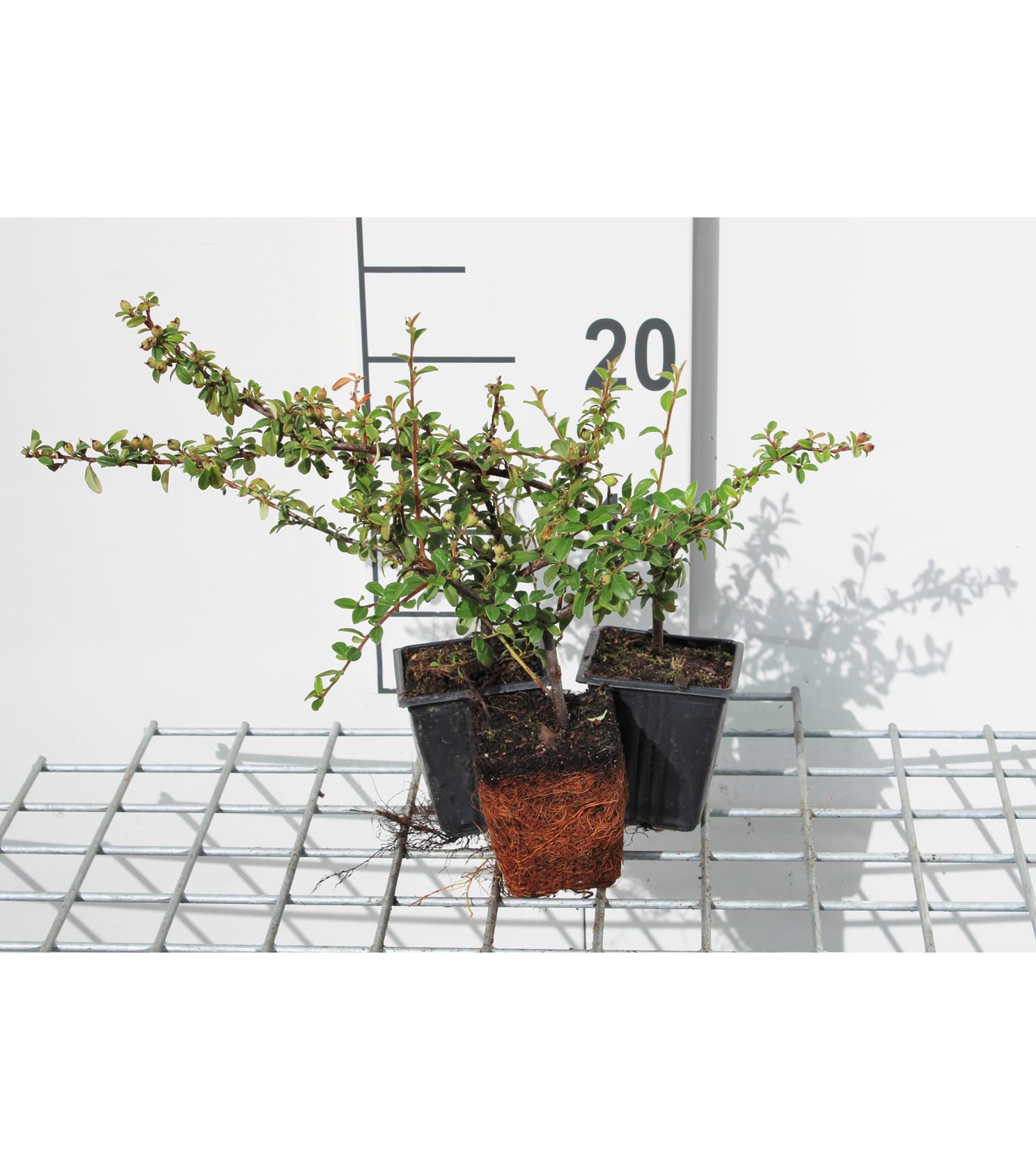 Cotoneaster x suecicus 'Skogholm' - pot 9x9 cm - 20-25 cm