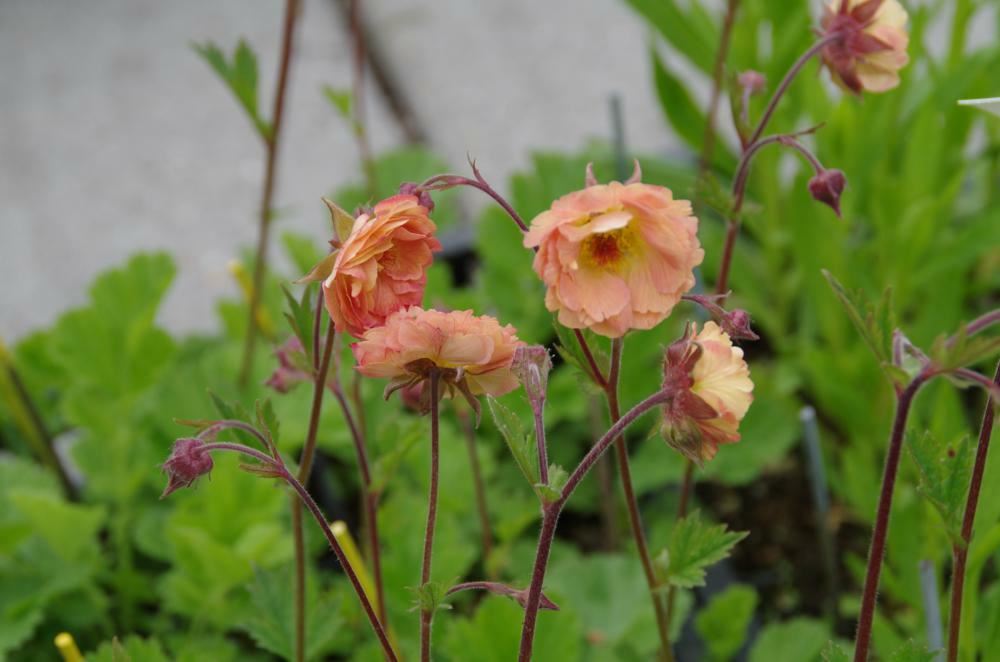 Plantenfiche-Geum-Mai-Tai-