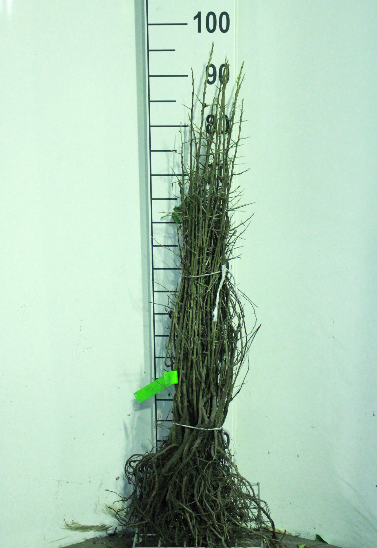 Hippophae rhamnoides - racines nues - 60-90 cm