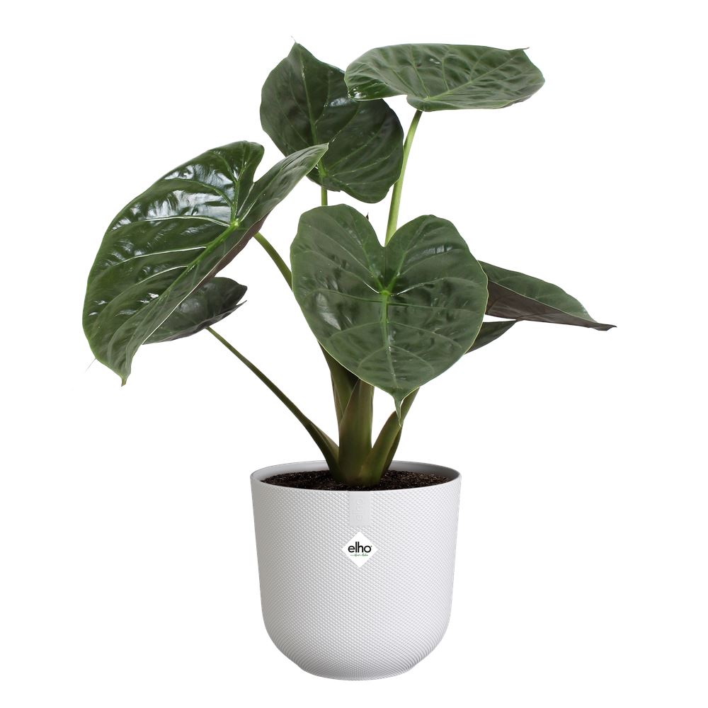 Bloempot-jazz-rond-23cm-zijdewit