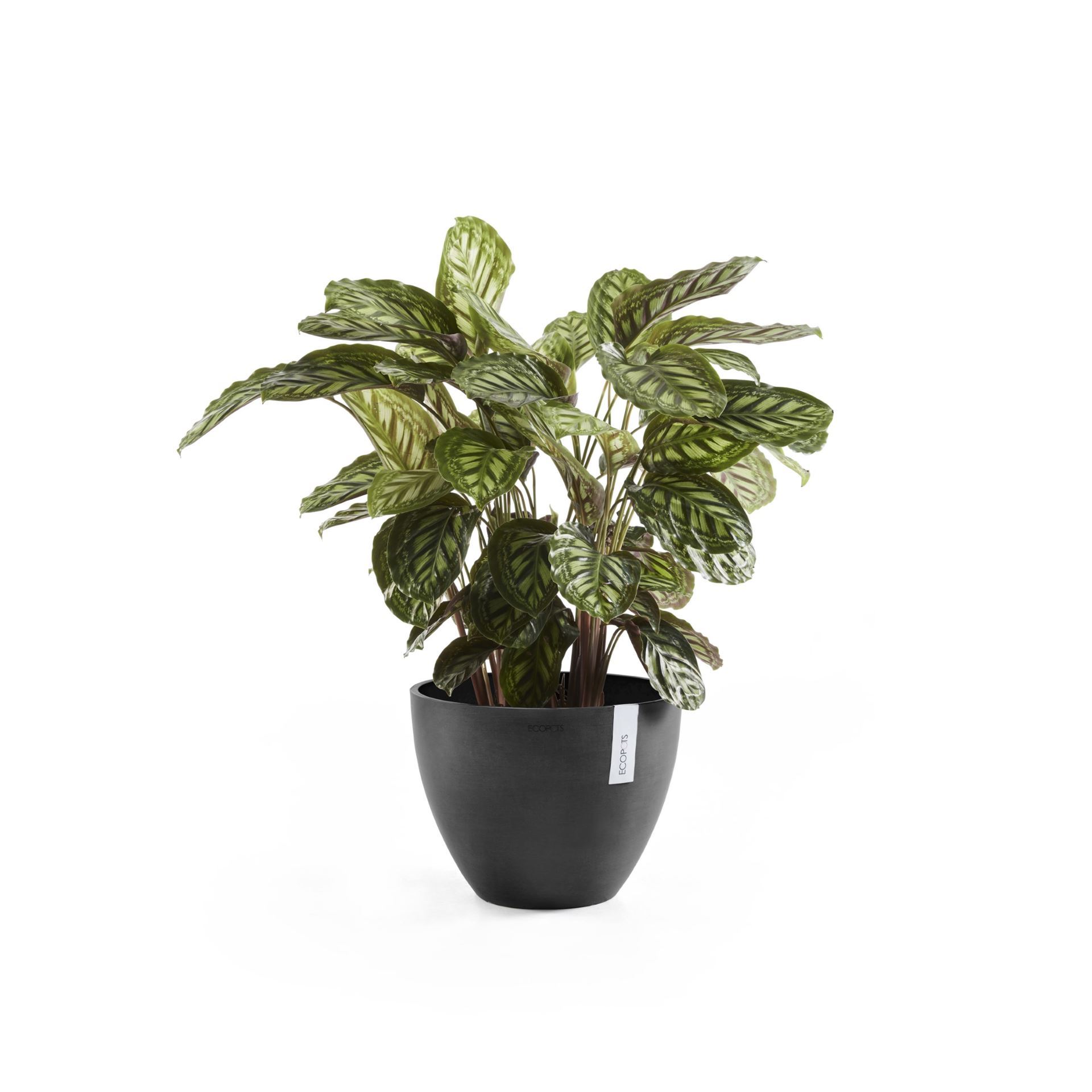 Ecopots-antwerp-dark-grey-50-cm-H39-cm