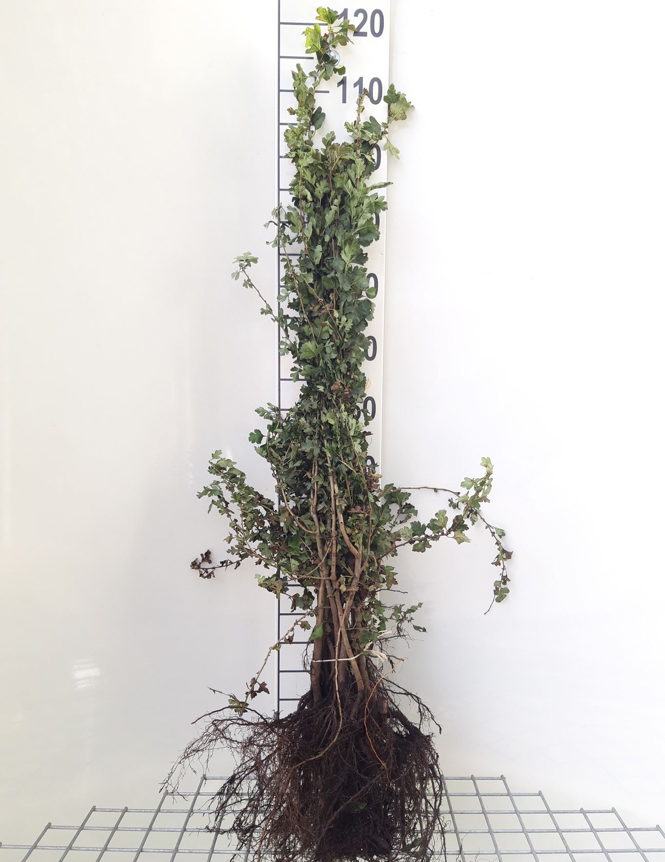 Crataegus monogyna - bare root - 60-90 cm