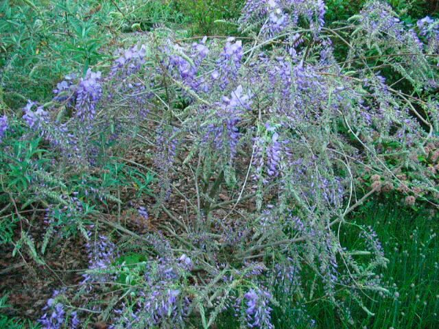 Plantenfiche-Wisteria-sinensis-Prolific-