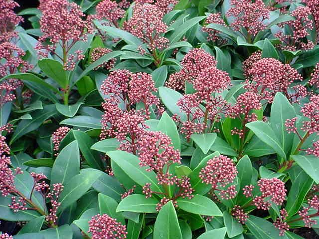 Plantenfiche-Skimmia-japonica-Rubella-