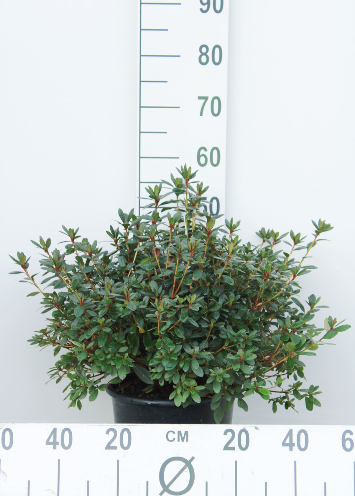 Azalea japonica - rood - pot 10L - 50-60 cm