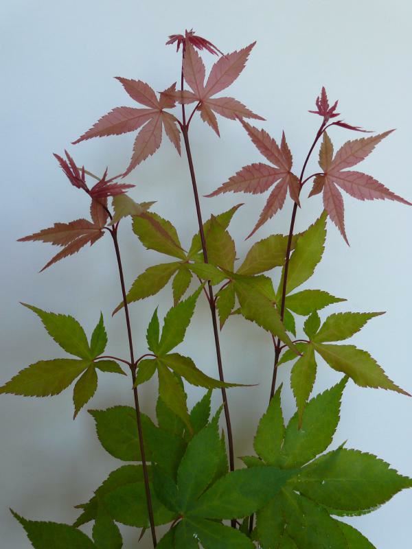 Plantenfiche-Acer-palmatum-Ohsakazuki-