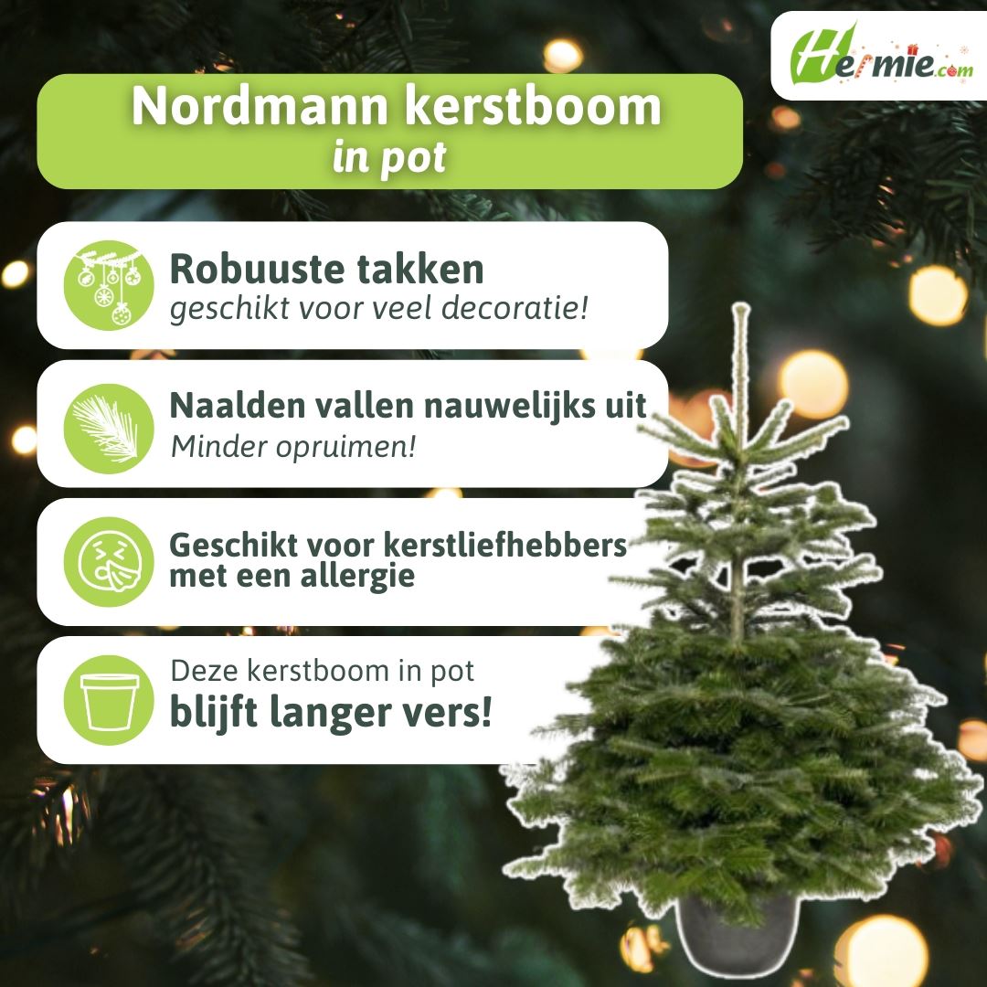 Abies-nordmaniana-pot-150-175-1ste-keus