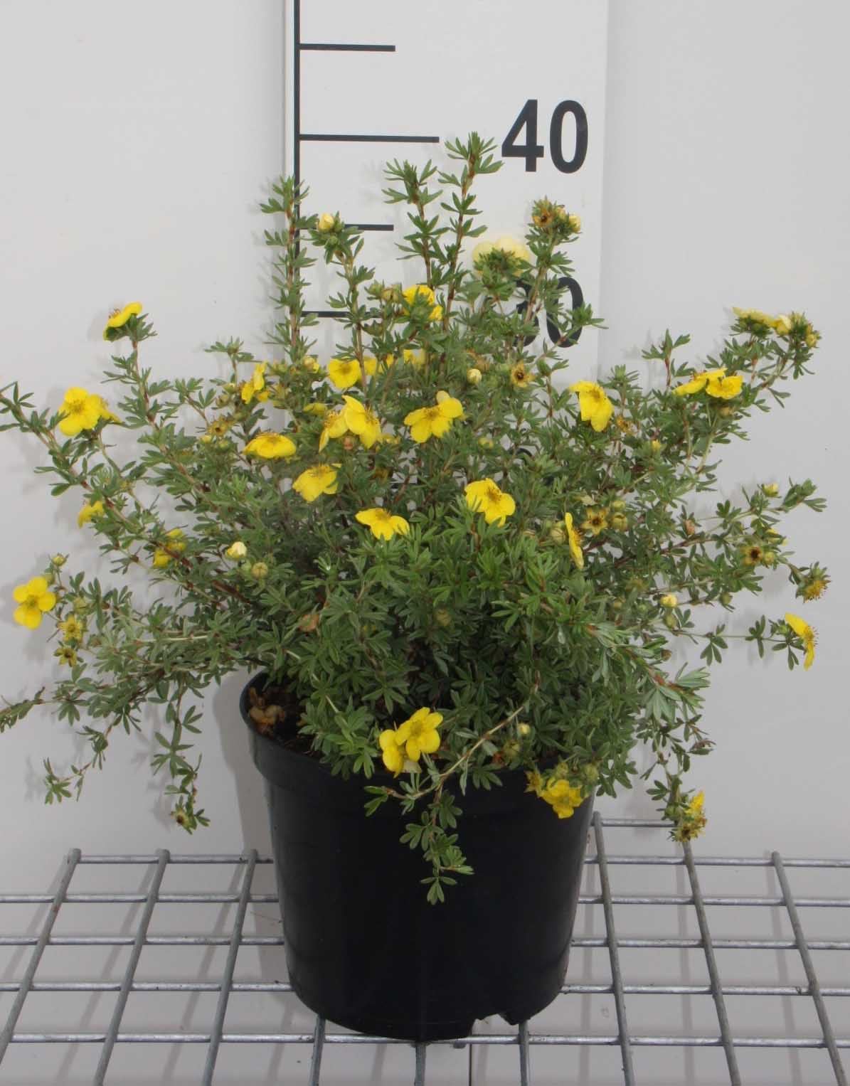 Potentilla fruticosa 'Kobold' - pot 3L - 25-30 cm