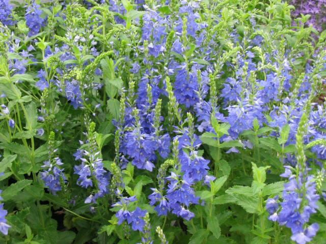 Plantenfiche-Veronica-austriaca-Knallblau-