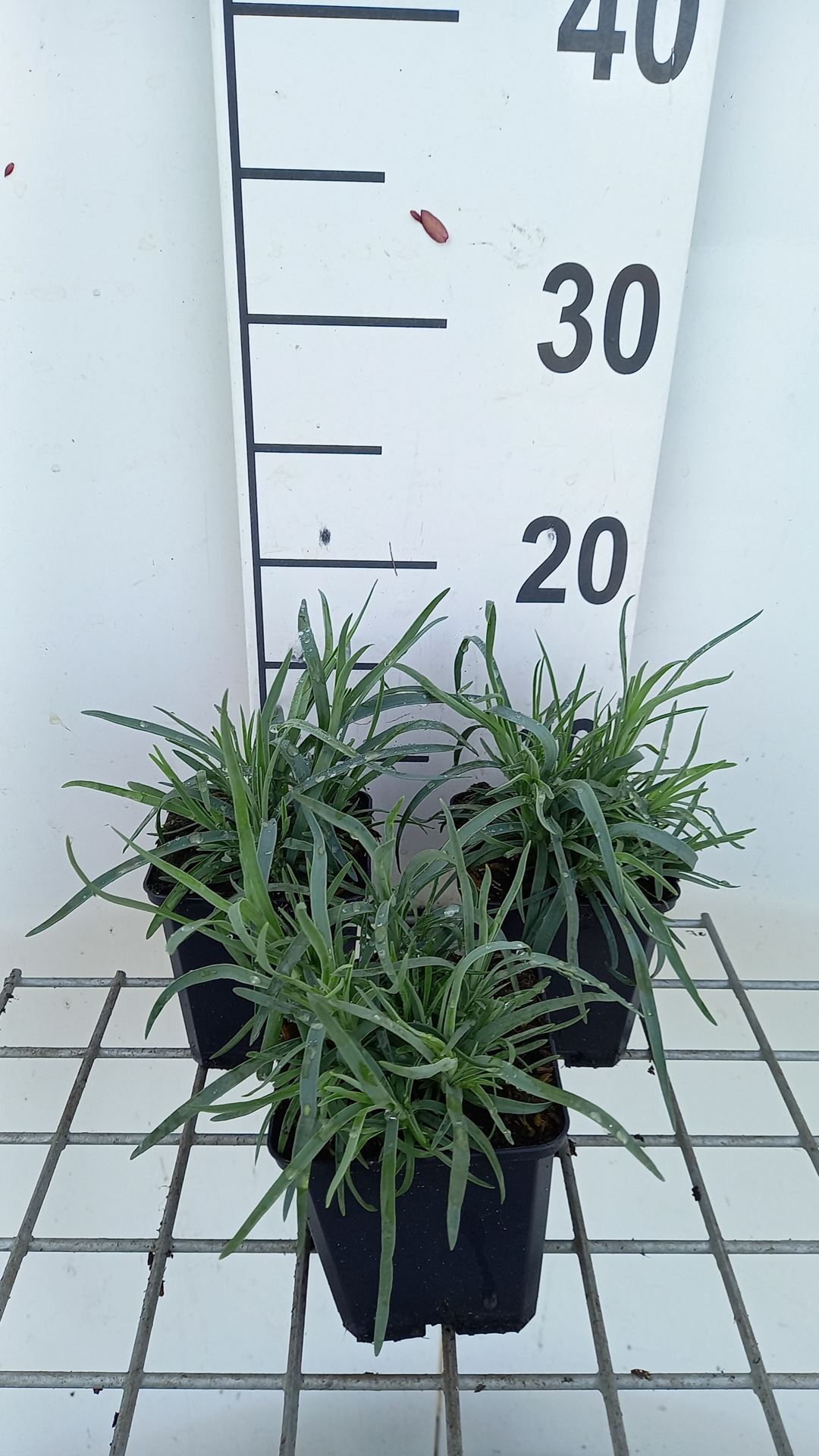 Dianthus caryophyllus - pot 9x9 cm