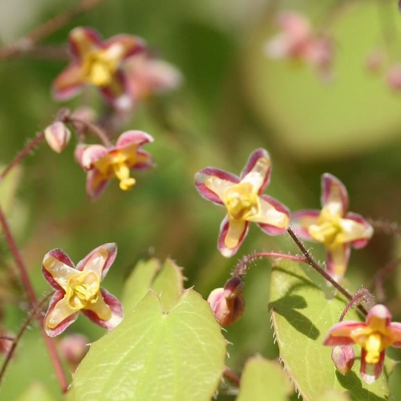 Plantenfiche-Epimedium-x-cantabrigiense