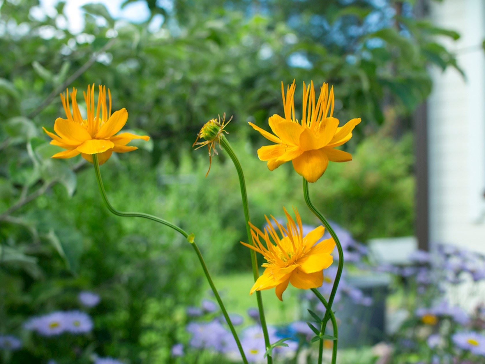 Plantenfiche-Trollius-chinensis-Golden-Queen-
