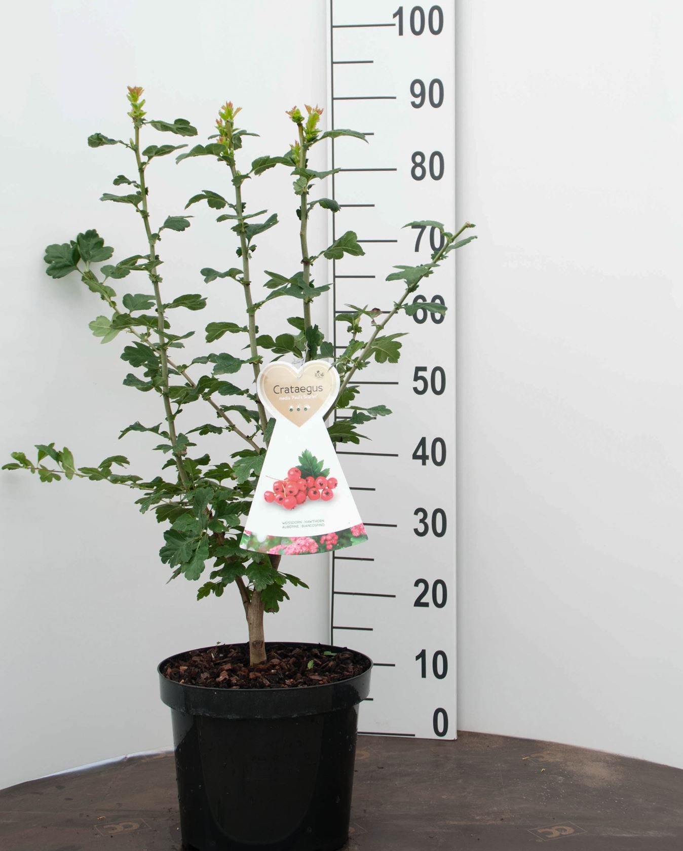 Crataegus x media 'Paul's Scarlet' - pot - 80-100 cm