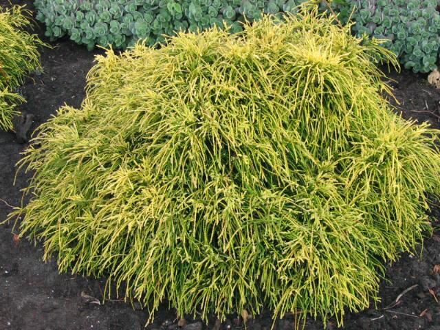 Plantenfiche-Chamaecyparis-pisifera-Sungold-