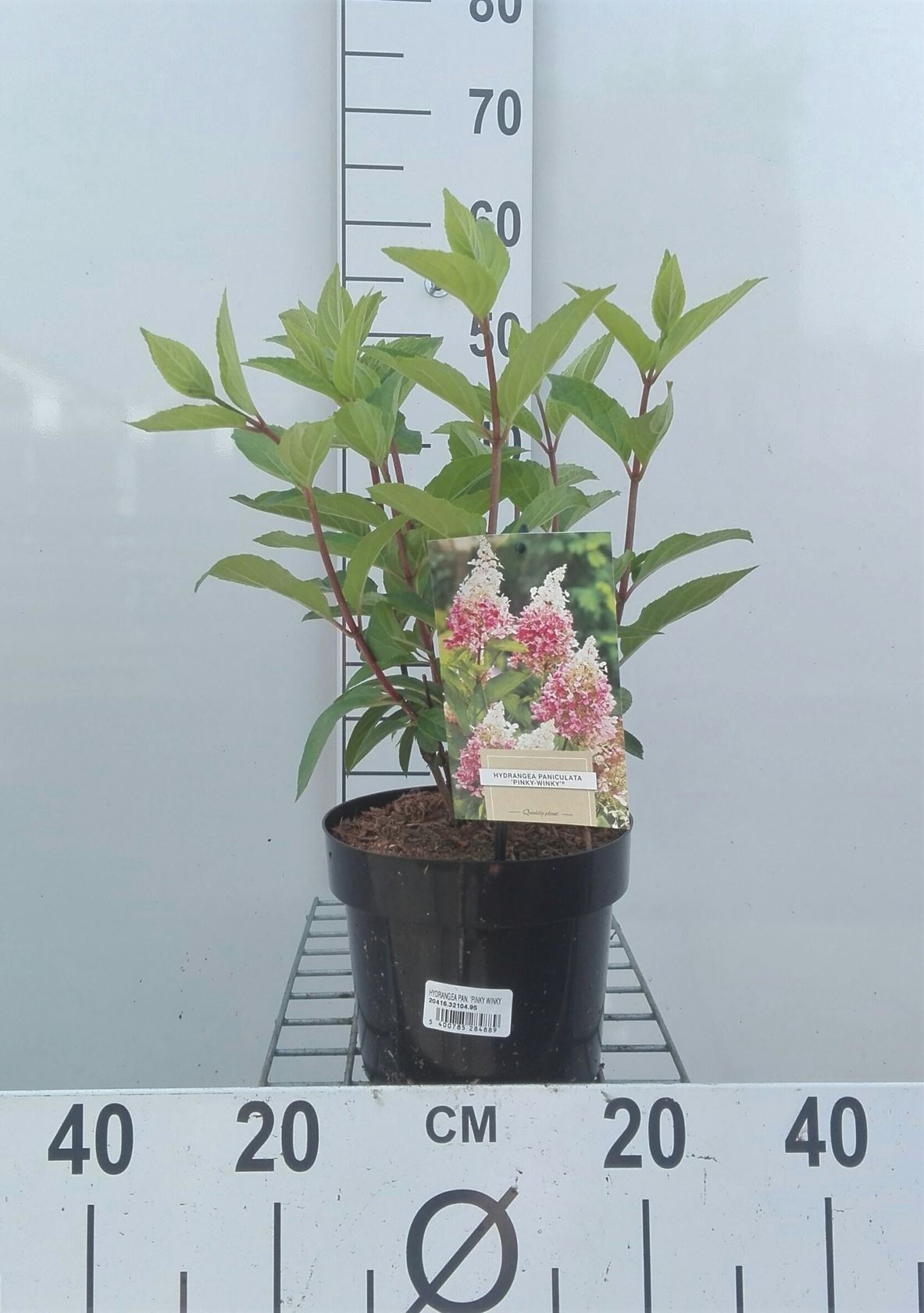 Hydrangea paniculata 'DVPPinky' (Pinky Winky) - pot - 40-50 cm
