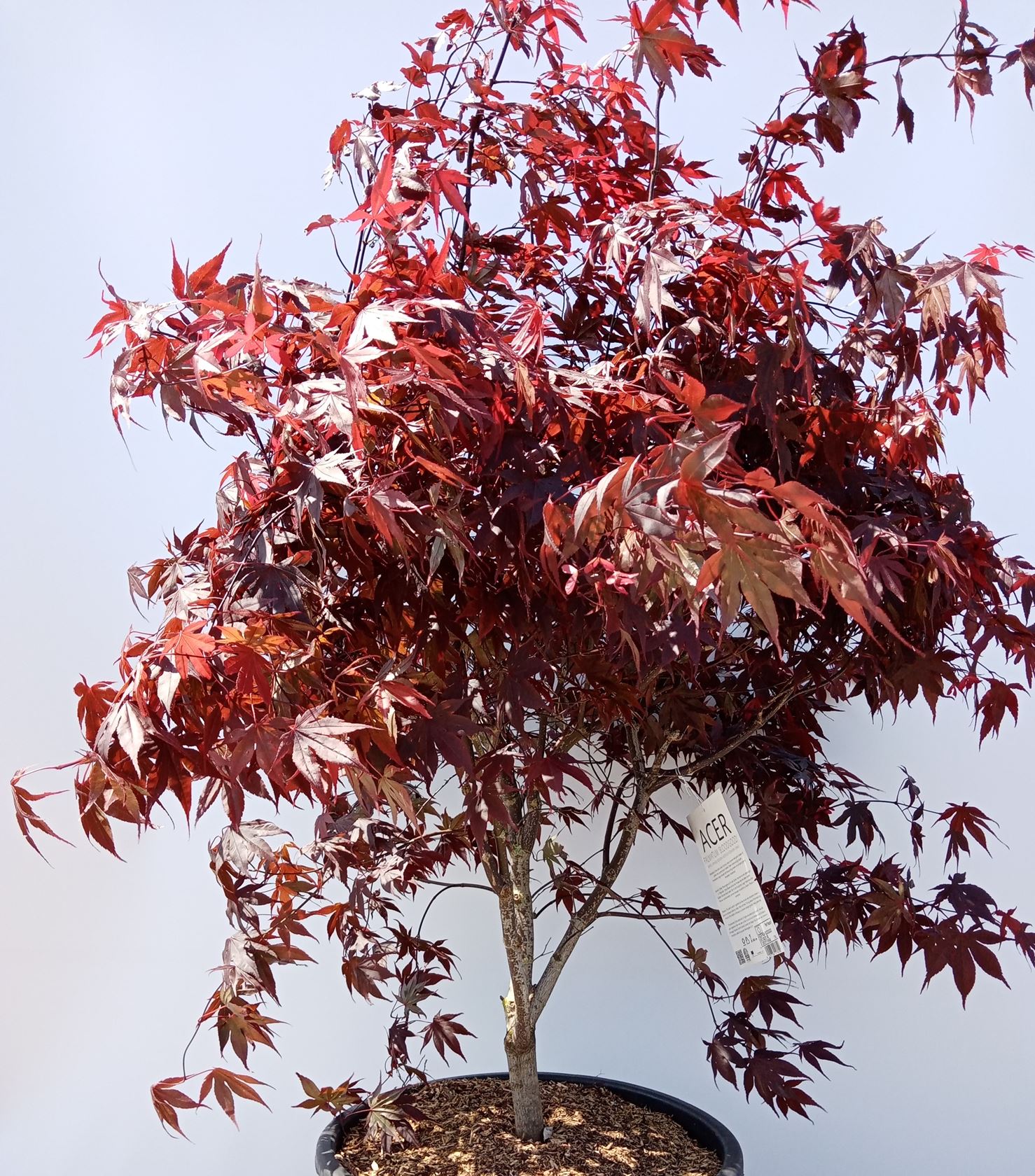 Acer palmatum 'Bloodgood' - pot 50L - 125-150 cm - extra kwaliteit