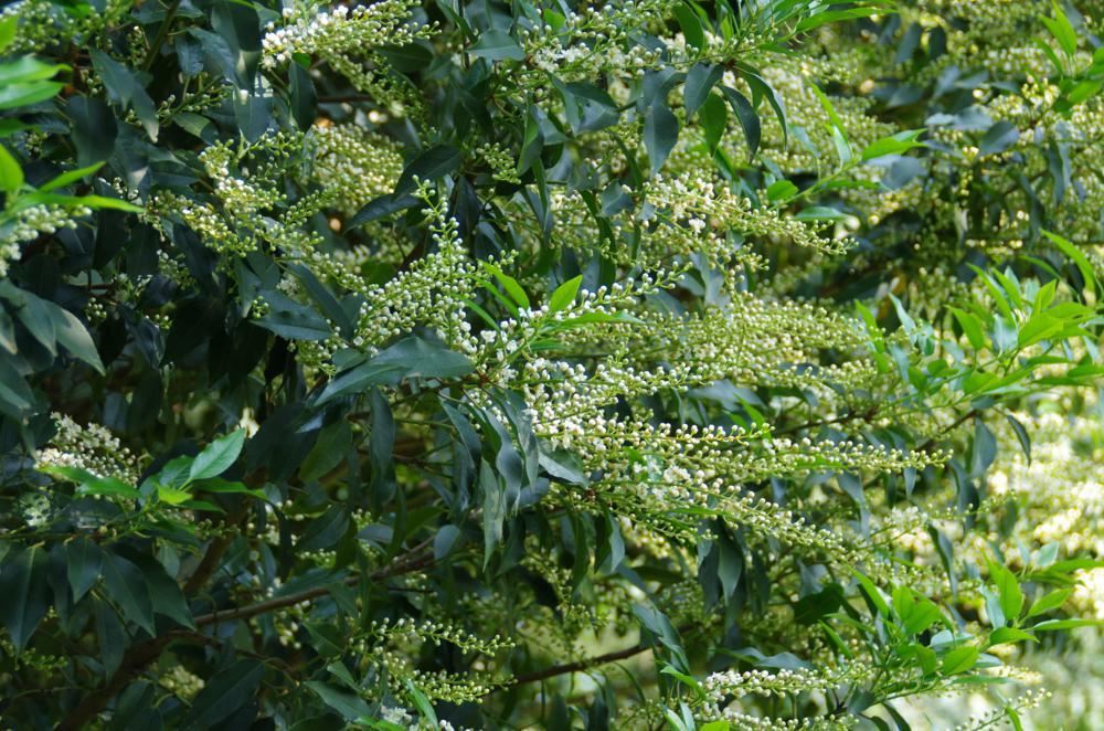Plantenfiche-Prunus-lusitanica-Angustifolia-