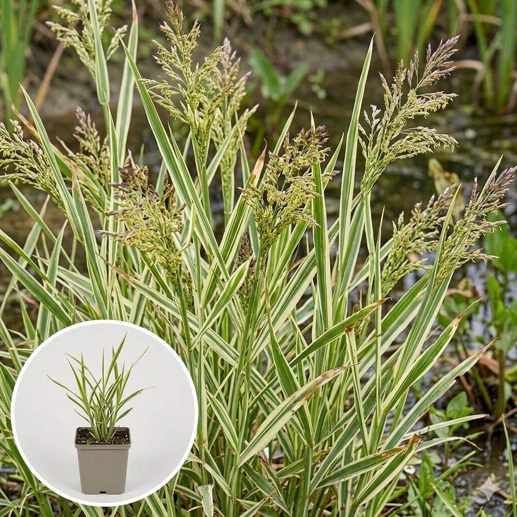 Glyceria-maxima-Variegata-pot-9x9-cm