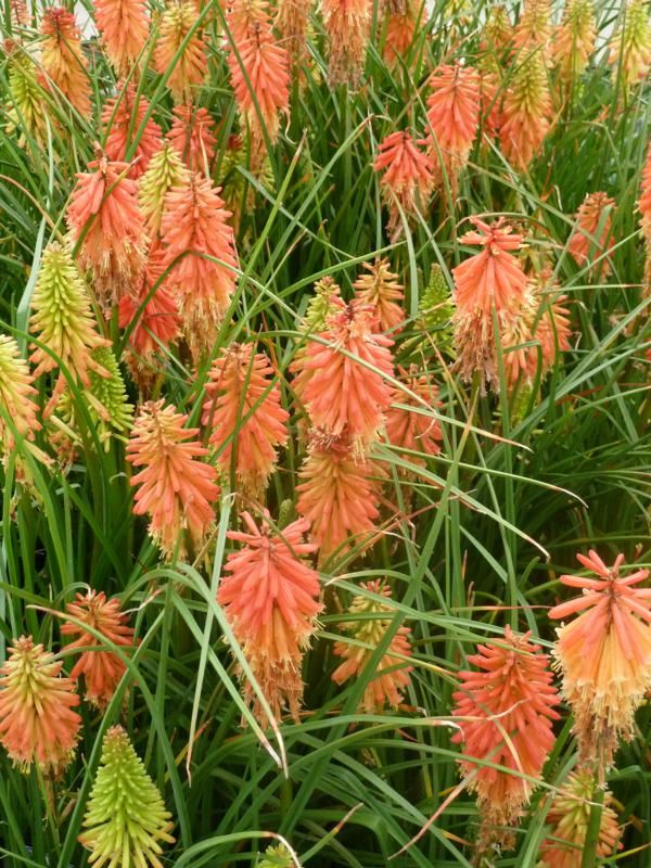 Plantenfiche-Kniphofia-Papaya-Popsicle-