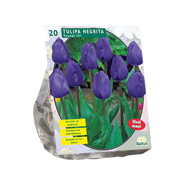 Tulipa-Negrita-Triumph-per-20