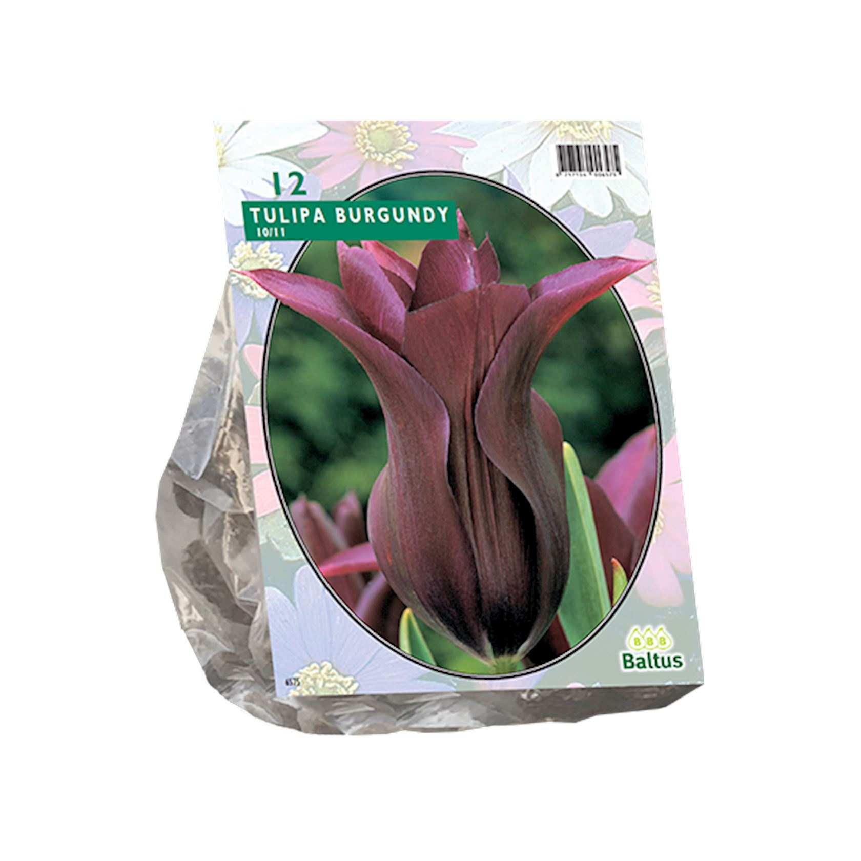 tulipa-burgundy-leliebloemig-per-12