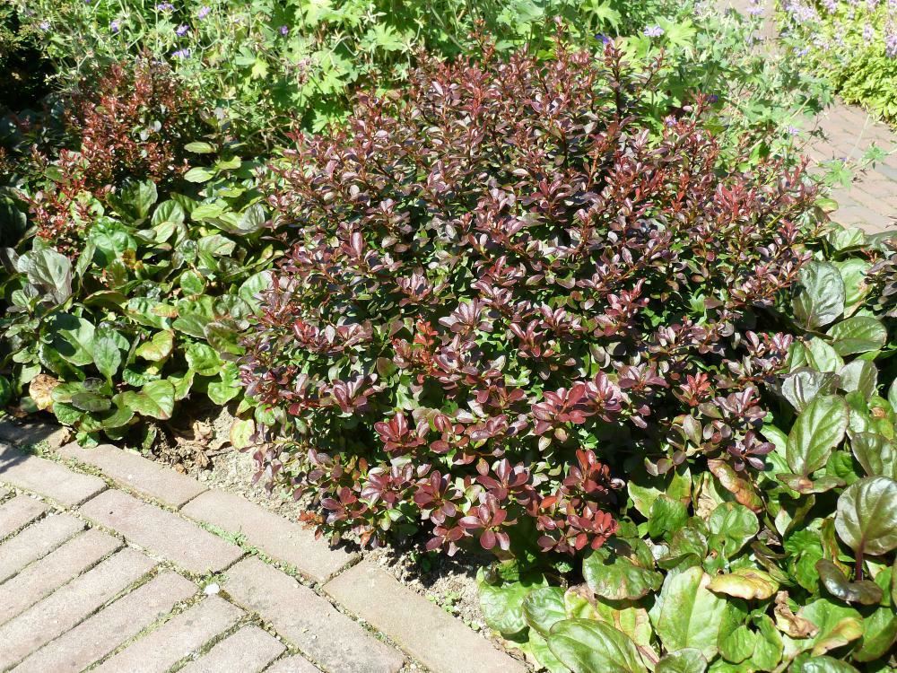 Plantenfiche-Berberis-thunbergii-Atropurpurea-Nana-