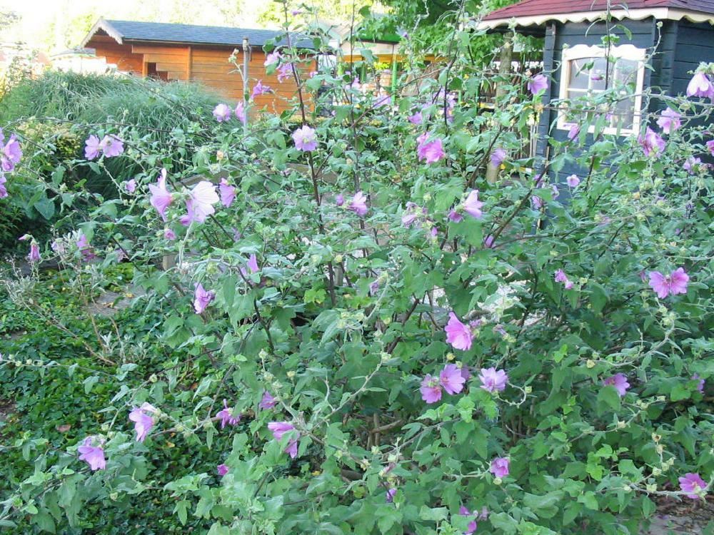 Plantenfiche-Lavatera-Rosea-