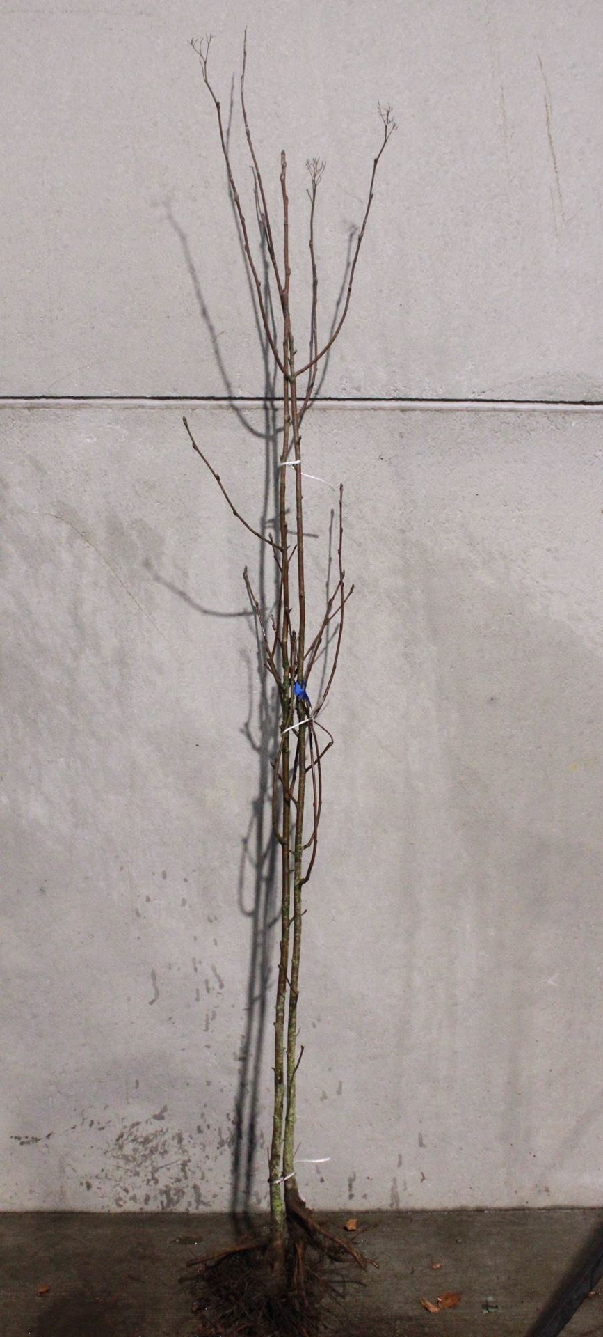 Sorbus aucuparia - bare root - 175-200 cm