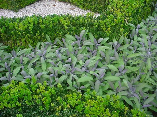 Plantenfiche-Salvia-officinalis-Purpurascens-Roodbladige-salie-