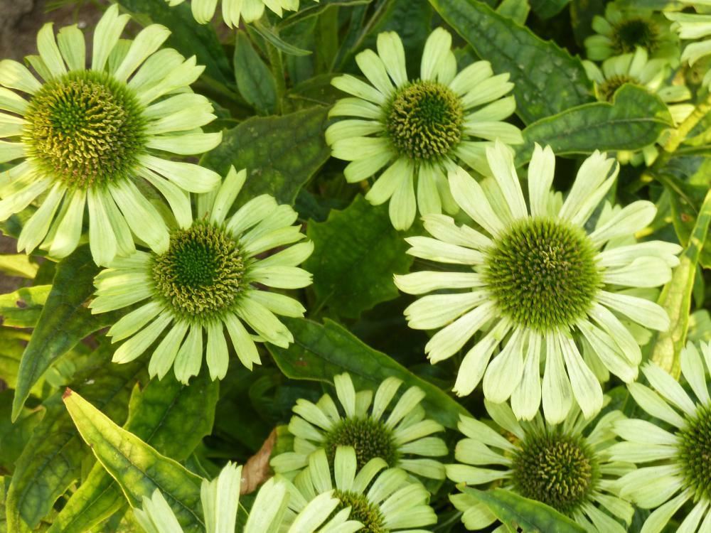 Plantenfiche-Echinacea-purpurea-Green-Jewel-