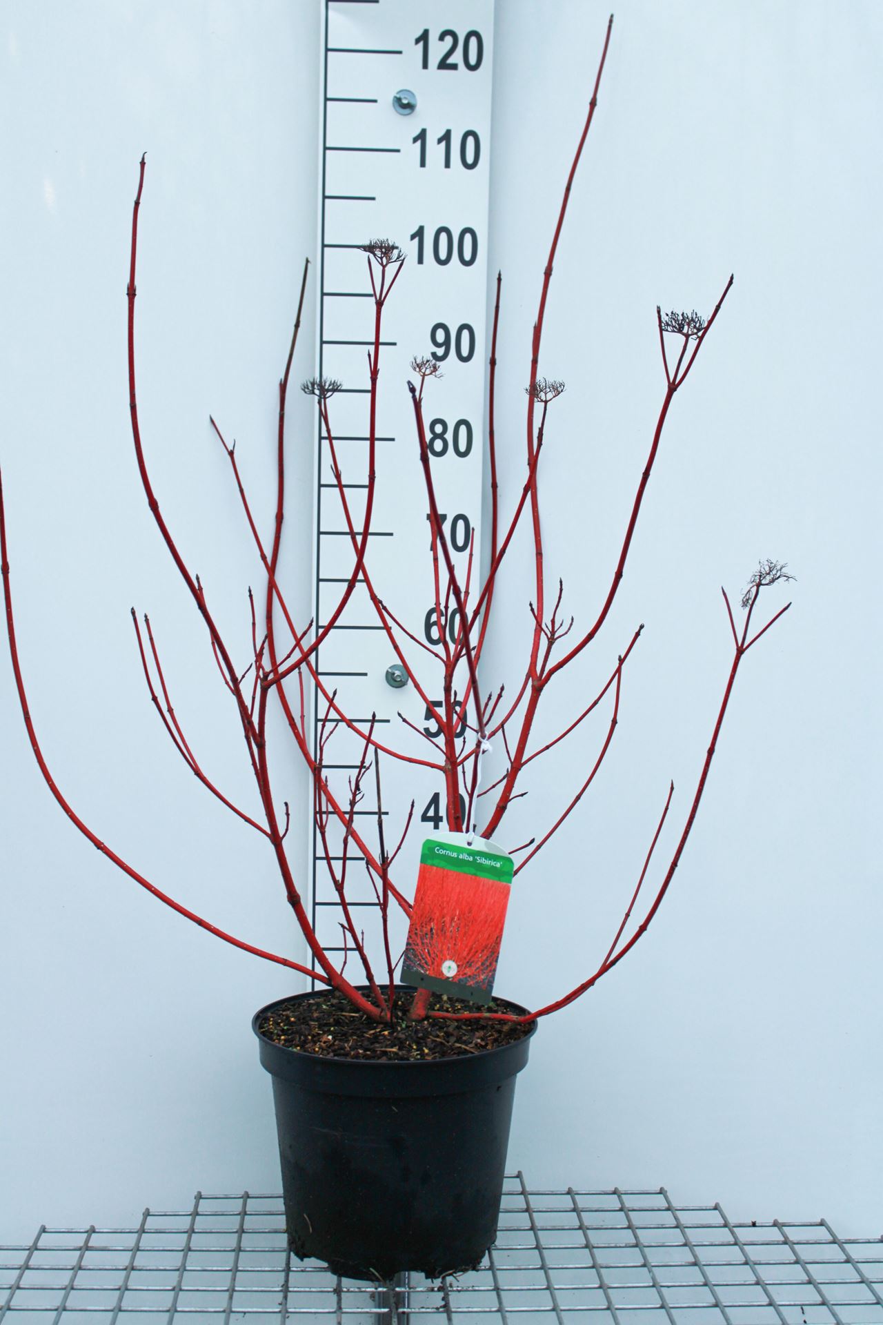 Cornus alba 'Sibirica' - pot 10L - 80-100 cm