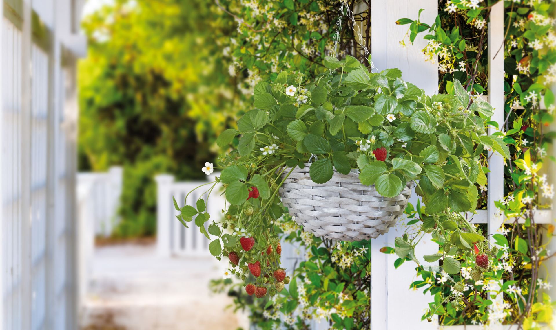 Buzzy-Hanging-Basket-Aardbei-6-