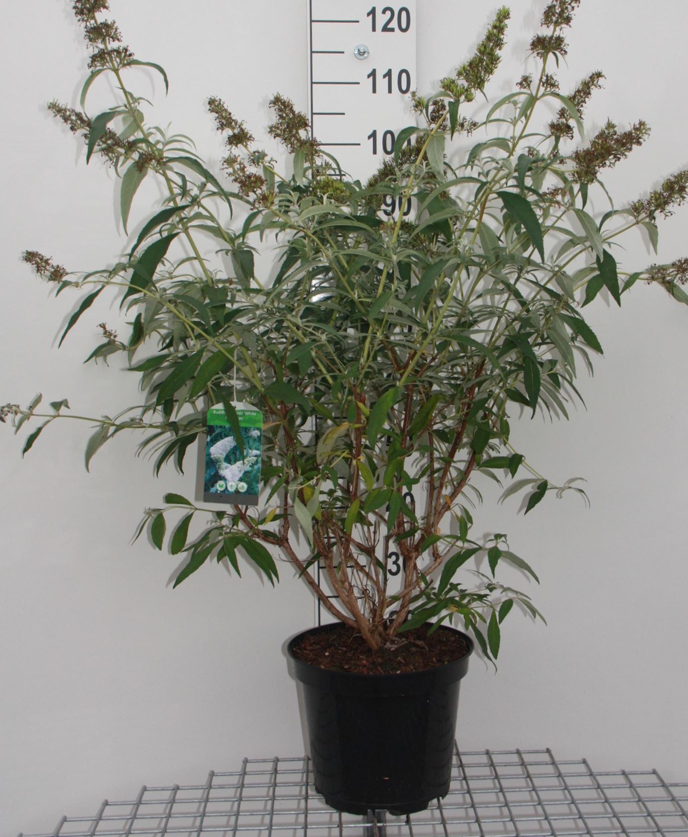 Buddleja davidii 'White Profusion' - pot 10L - 80-100 cm