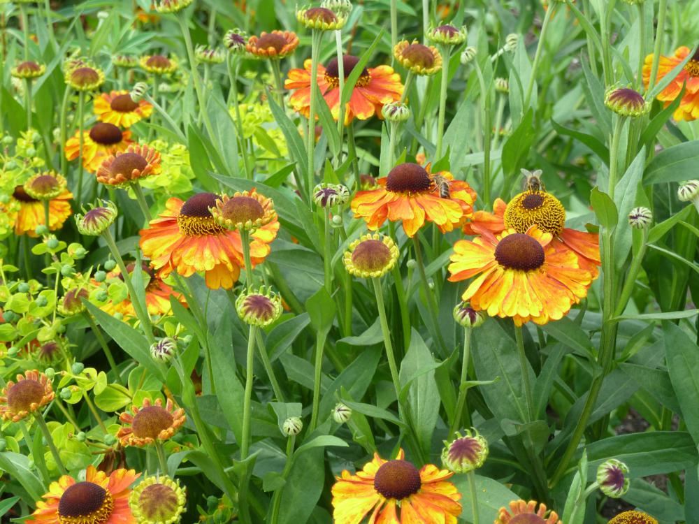 Plantenfiche-Helenium-Sahin-s-Early-Flowerer-