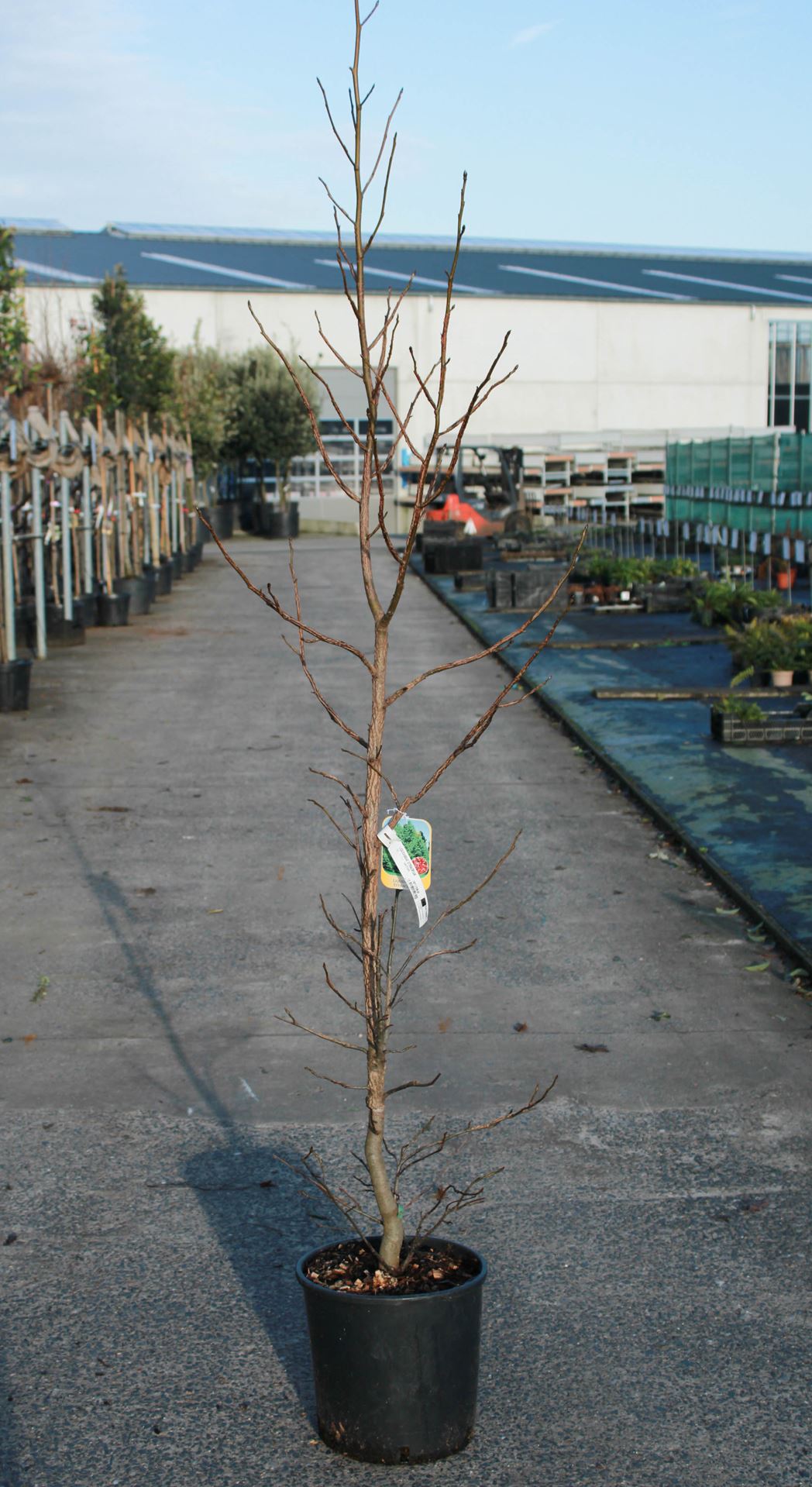 Liquidambar styraciflua - pot 15L - 175-200 cm