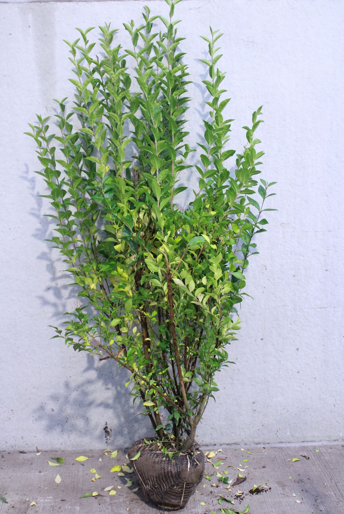 Ligustrum ovalifolium - aardekluit - 150-175 cm