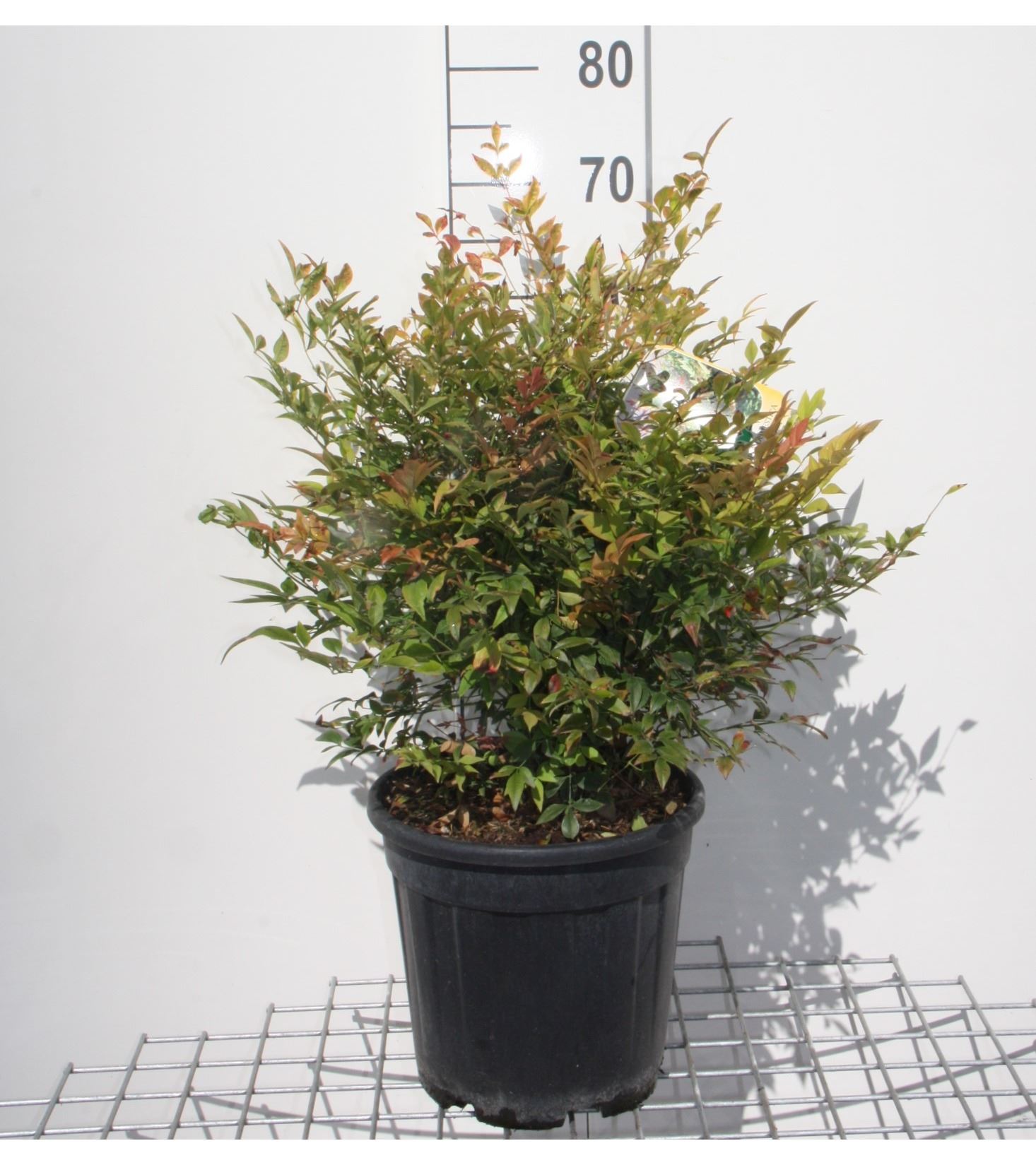 Nandina domestica 'Gulf Stream' - pot 10L - 40-50 cm