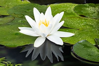 Nymphaea tetragona - pot 3L