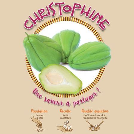 chromo-christophine-1-plant