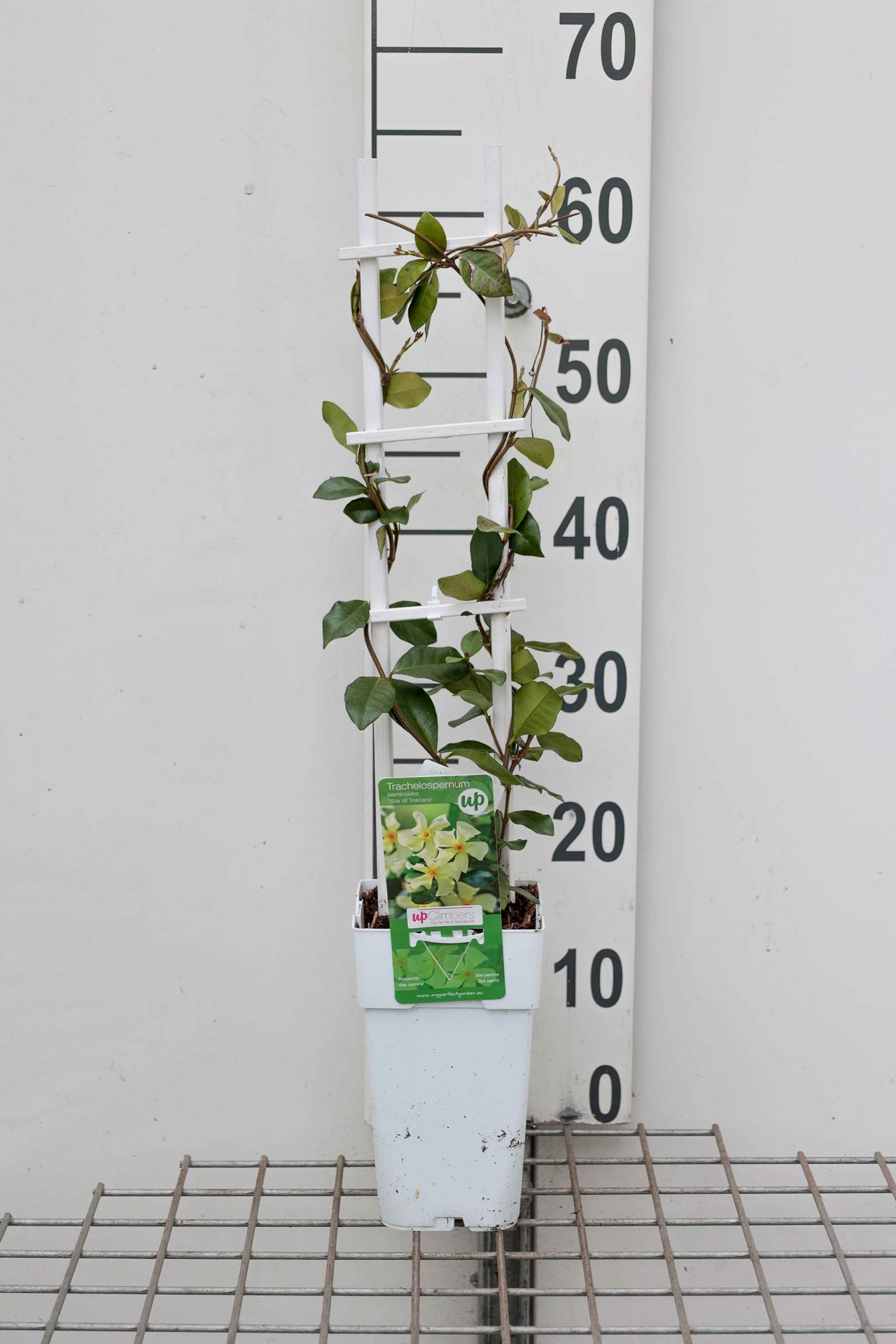 Trachelospermum jasminoides 'SELBRA' (Star of Toscane, Star of Tuscany) - pot - 50-60 cm