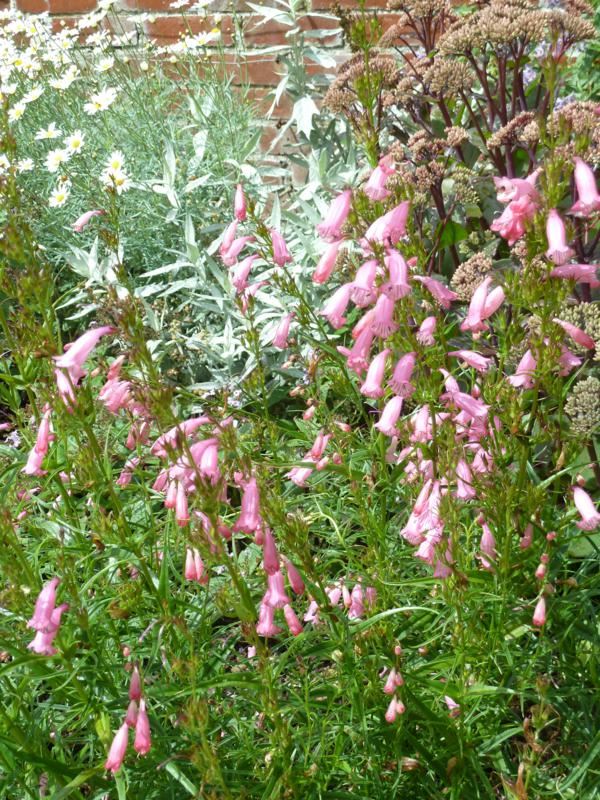 Plantenfiche-Penstemon-Evelyn-