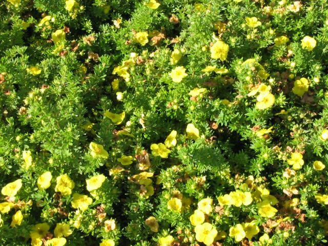 Plantenfiche-Potentilla-fruticosa-Kobold-