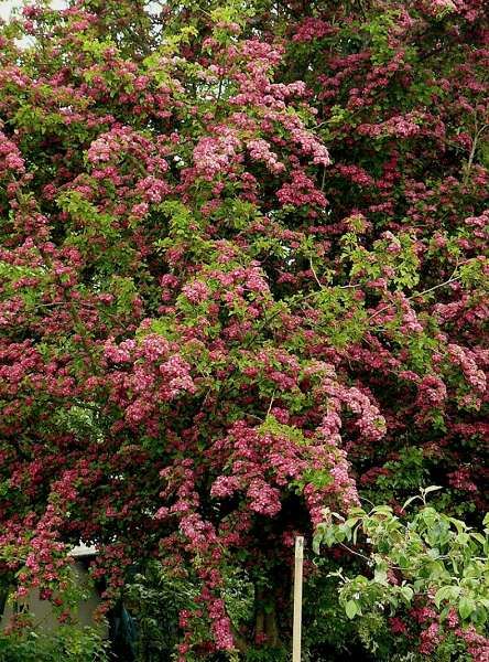 Crataegus x media 'Paul's Scarlet' - blote wortel - halfstam boom