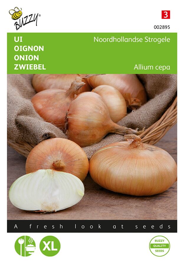 Onion North Holland Strogele