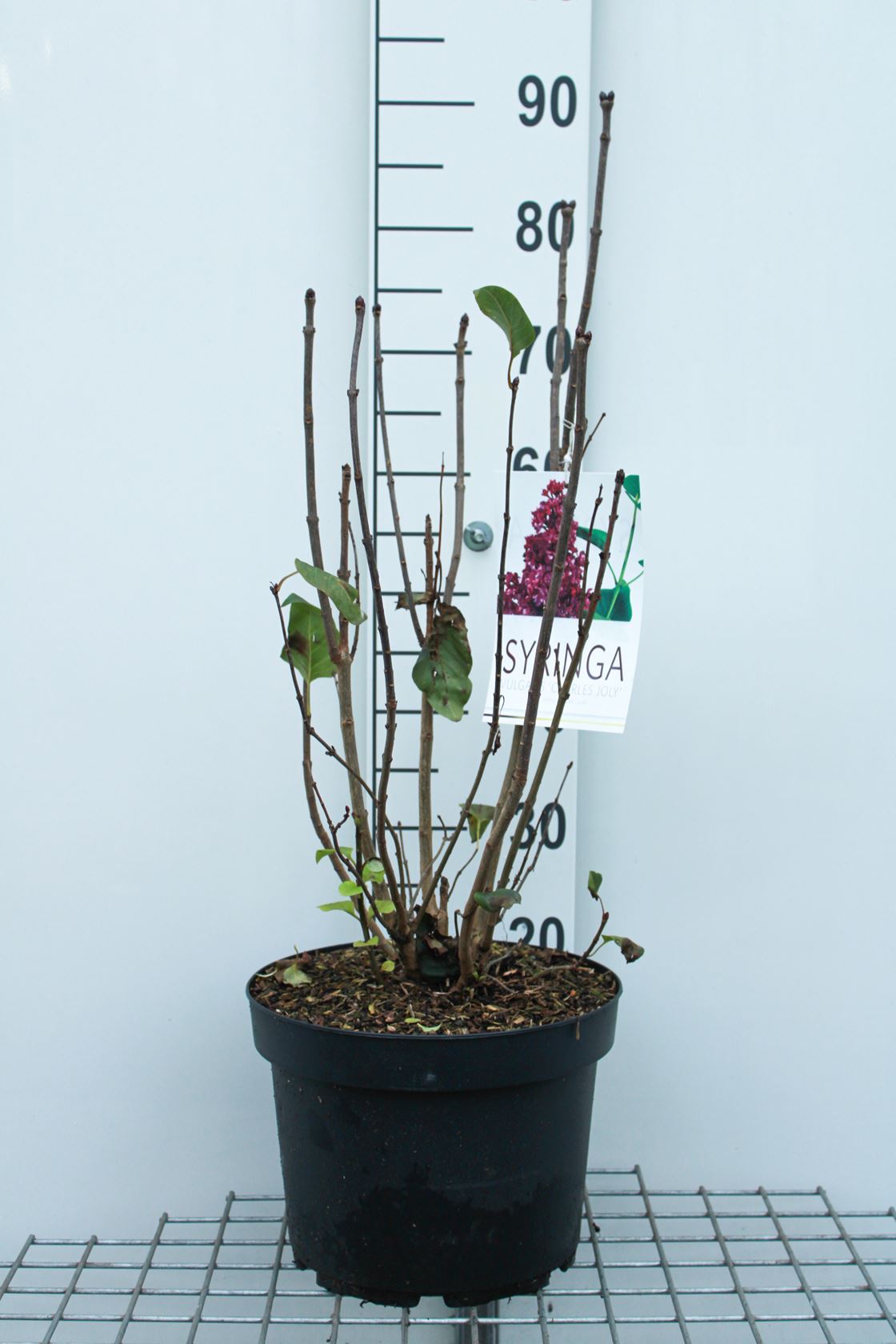 Syringa vulgaris 'Charles Joly' - pot 10L - 70-80 cm